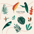 Vector realistic illustration set of tropical leaves olated on a white background. Highly detailed colorful collecti Royalty Free Stock Photo